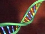 genetics: chromosome strand
