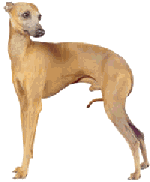 Pets & Udo's Omega3 EFA rich oil
