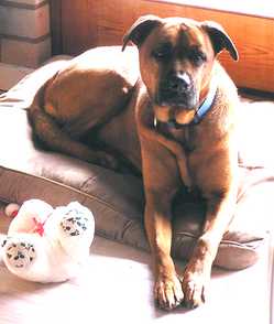 Haylee, Pet Dog on Udo's 3-6-9 Omega3 Oil Blend