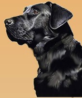 Lab dog, benefits from Omega3 fats, EFA-rich oil