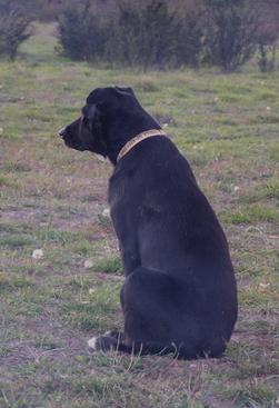 Stella, Pet Dog on Udo's 3-6-9 Omega3 Oil Blend