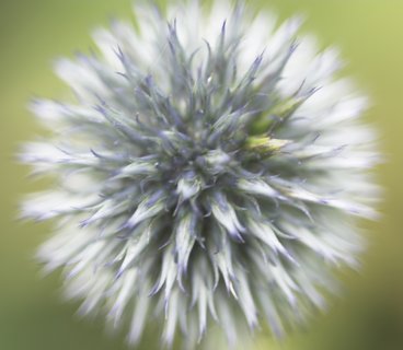 udo flower photo