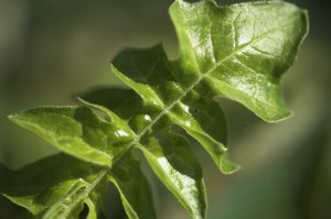 Udo - Nature Photo - Green Leaf