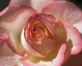Udo Photos - Pink Rose2