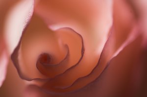 Udo Photos - Pink Rose