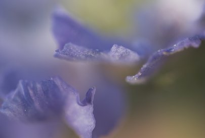Udo Erasmus flower photo