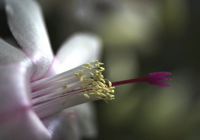 Udo Erasmus flower photo