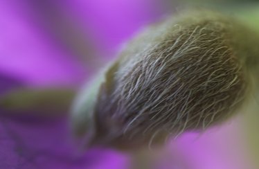 Udo Erasmus - Nature Photos