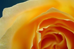 Udo Erasmus Flower macro photography