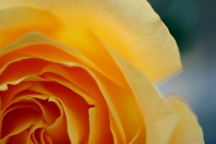 Udo's Macro Flower Photography
