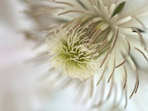 white flower