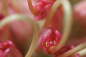 Udo Flower Photo