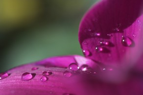 Udo Flower Photo