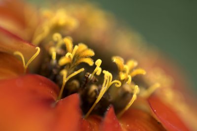 Flower photo by Udo Erasmus