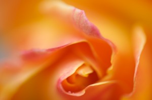 Udo Flower Photography