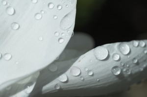 Udo Flower Photo
