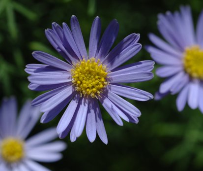 purple plantation