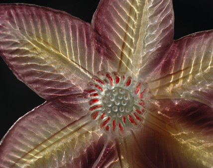 star-flower