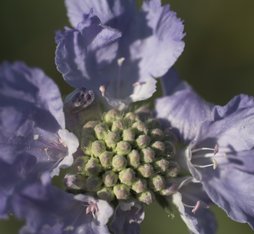 Flower by Udo