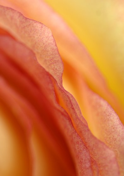 Flower photo by Udo Erasmus