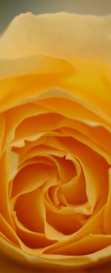 Flower photo by Udo Erasmus