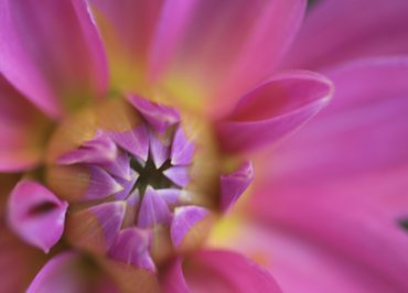Udo's flower photos