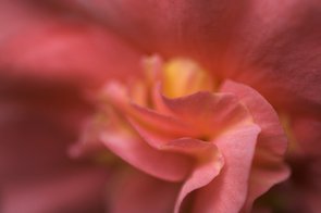 Flower photo by Udo