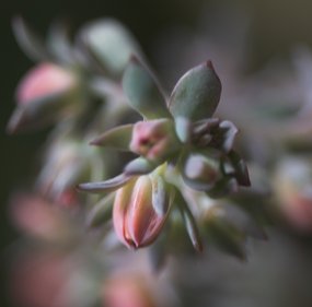 Udo photo's Flowers