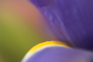 Udo Erasmus, flower macro photography