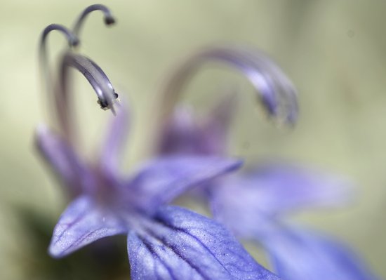 Udo Erasmus, flower macro photography