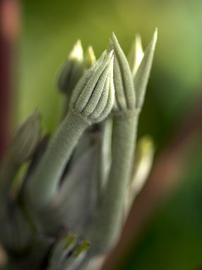 Udo Erasmus, flower macro photography