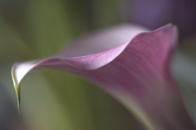 Udo Erasmus, flower macro photography