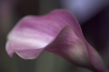 Udo Erasmus, flower macro photography