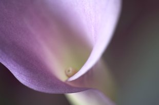 Udo Erasmus, flower macro photography