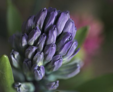 Udo Erasmus flower photograph