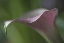 Udo flower photo