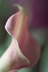 udo flower photo