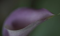 udo flower picture