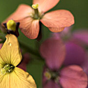 Udo flower photo