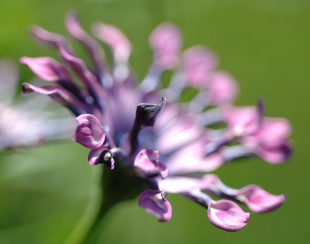 Blue Flower